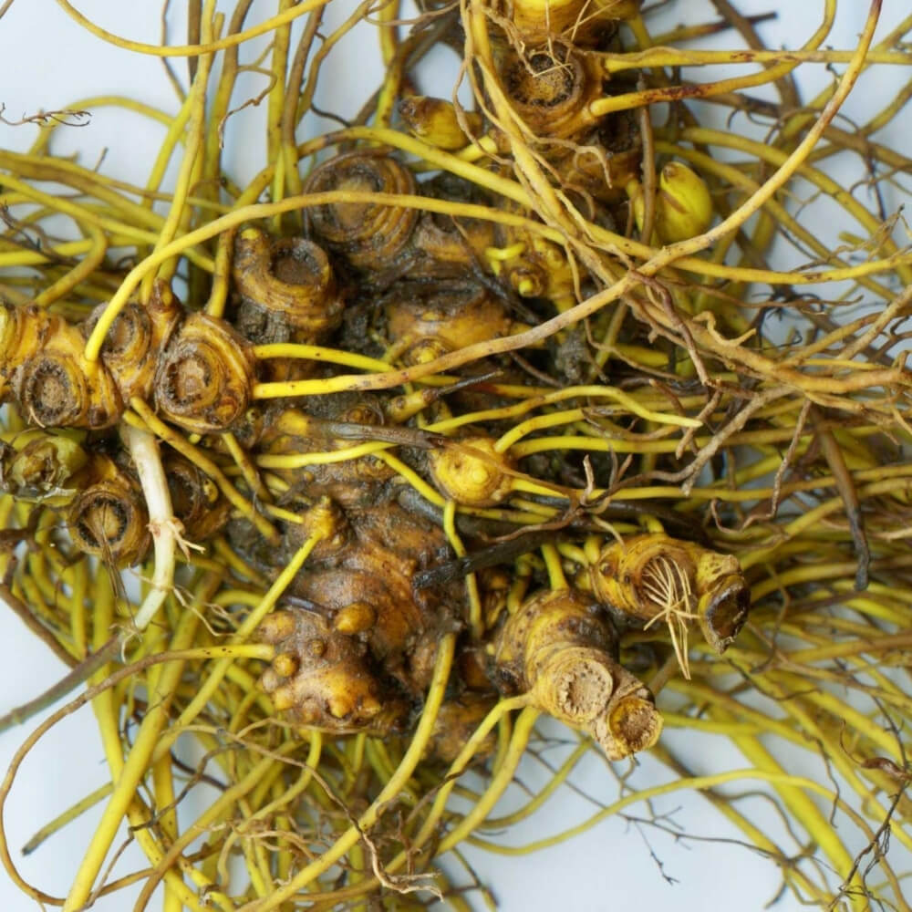 Goldenseal Root